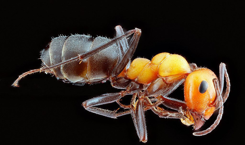 Ant Control service in Flower Mound, TX