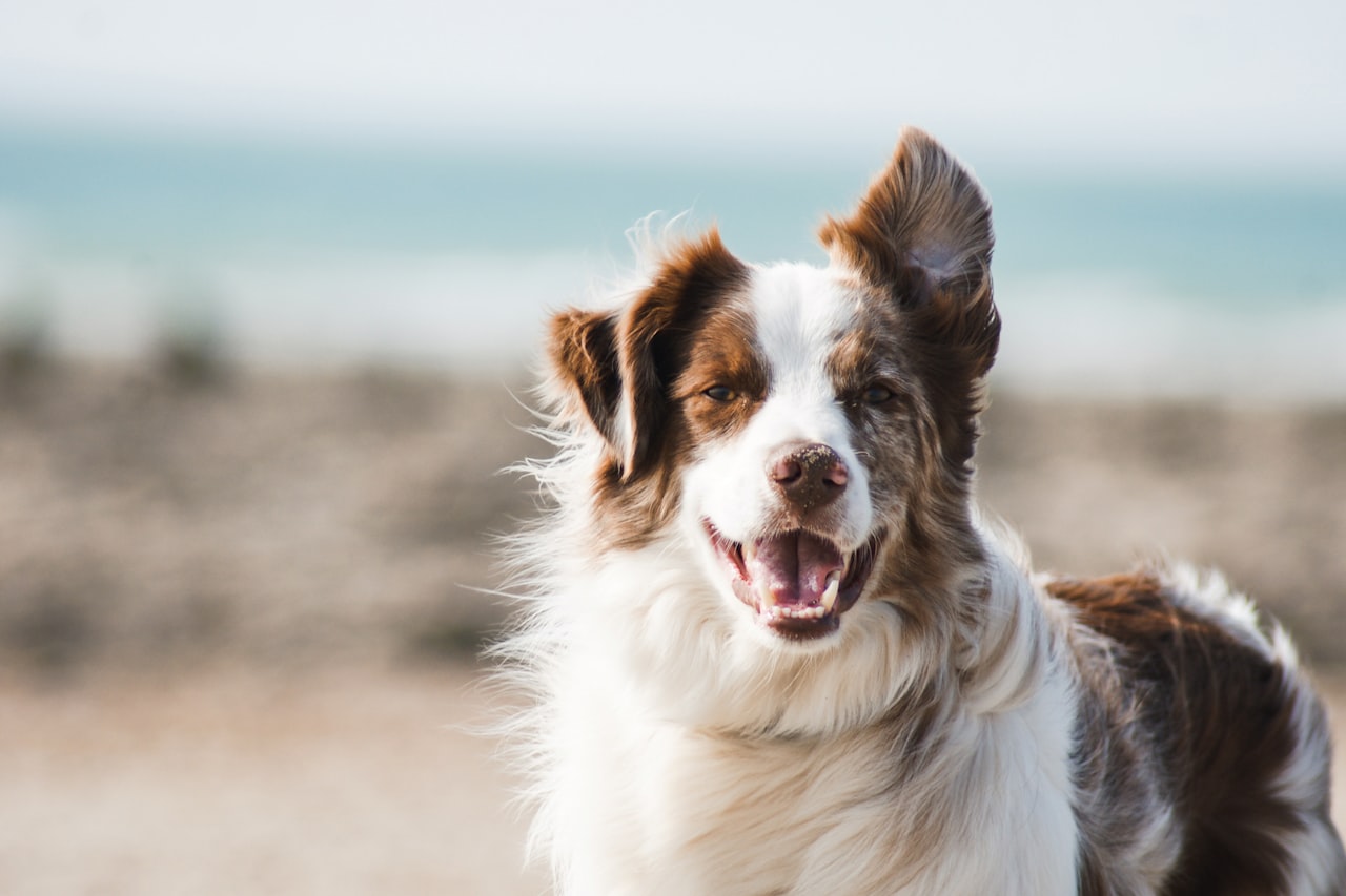 Flea & Tick Control service in Flower Mound, TX