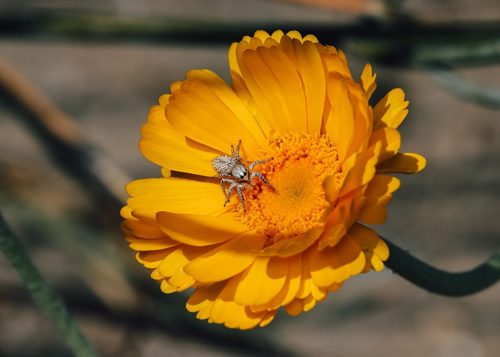 Spider Control service in Flower Mound, TX